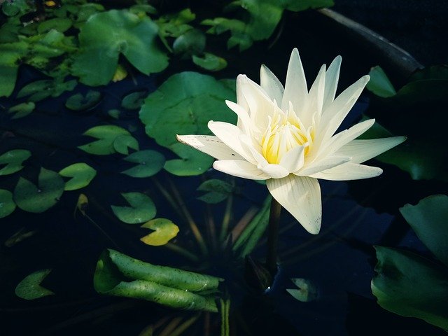 Free download Lotus Flower Blossom -  free photo or picture to be edited with GIMP online image editor