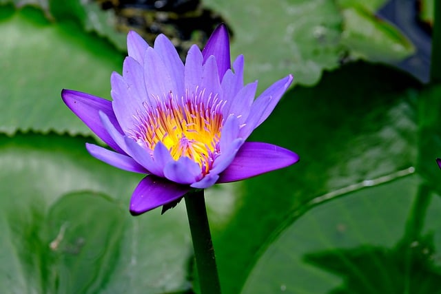 Free download lotus flower flora nature free picture to be edited with GIMP free online image editor