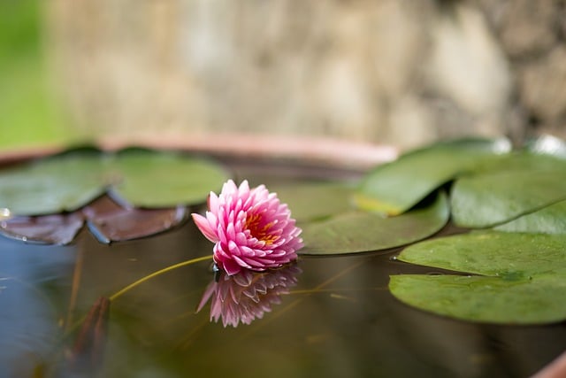 Free download lotus flower flora nature lilly free picture to be edited with GIMP free online image editor