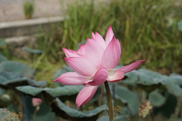 Free download lotus flower flower leaves flora free picture to be edited with GIMP free online image editor