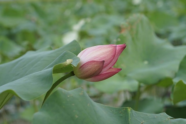 Free download lotus flower lotus pink flower free picture to be edited with GIMP free online image editor