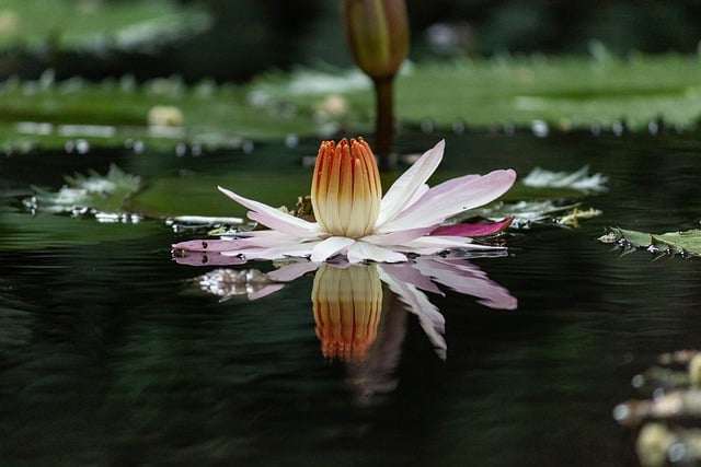 Free download lotus flower nature aquatic flower free picture to be edited with GIMP free online image editor