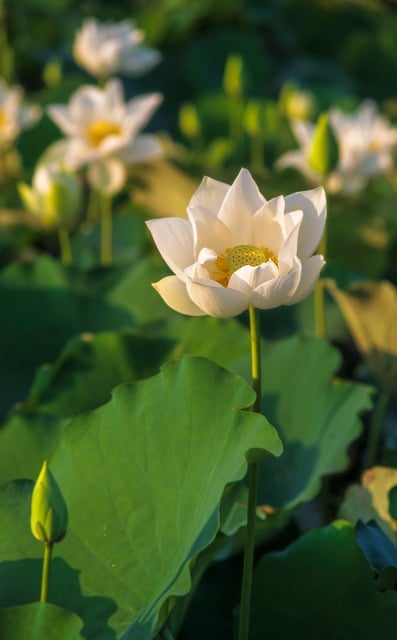 Free download lotus flower plant petals free picture to be edited with GIMP free online image editor