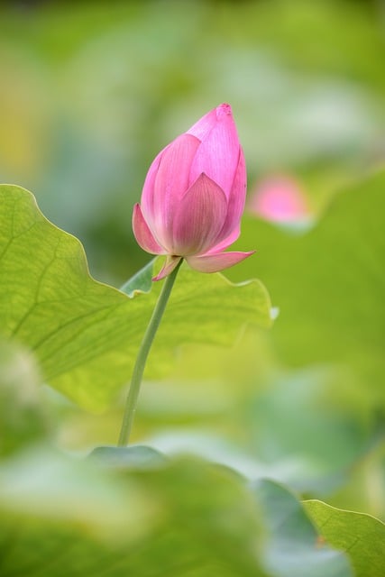 Free download lotus flower plant petals pod free picture to be edited with GIMP free online image editor