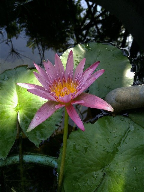 Free download Lotus Flowers Fireworks -  free photo or picture to be edited with GIMP online image editor