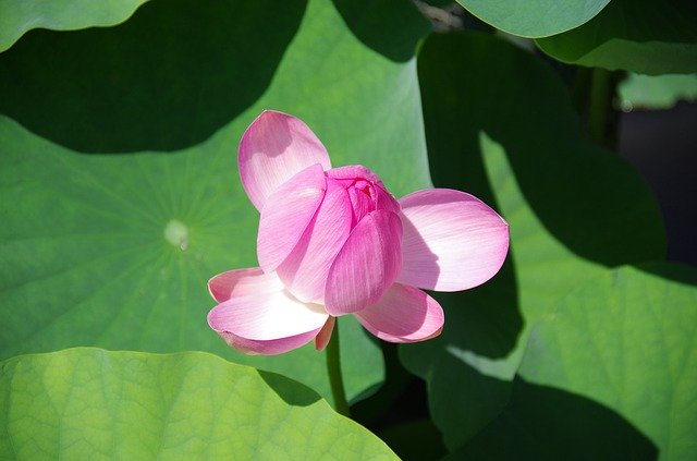 Free download Lotus Flowers Pond -  free photo or picture to be edited with GIMP online image editor