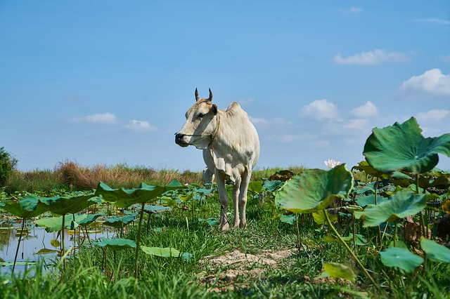 Free download lotus garden cow flower free picture to be edited with GIMP free online image editor