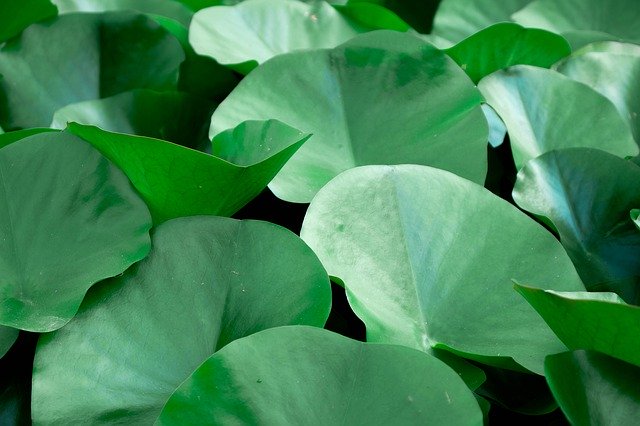 Free download Lotus Green Plants -  free photo or picture to be edited with GIMP online image editor