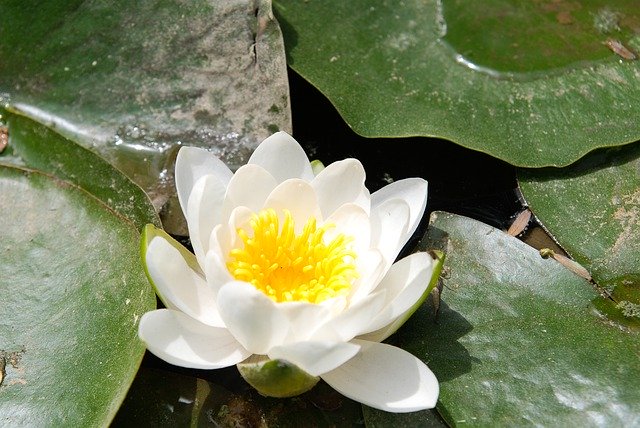 Free download Lotus Leaf Flowers -  free photo or picture to be edited with GIMP online image editor