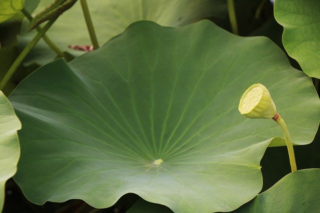 Free download Lotus Leaf Green -  free photo or picture to be edited with GIMP online image editor