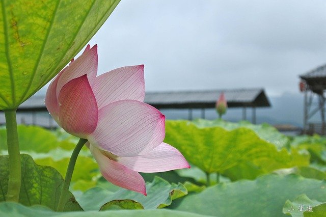 Free download Lotus Leaf Red -  free photo or picture to be edited with GIMP online image editor