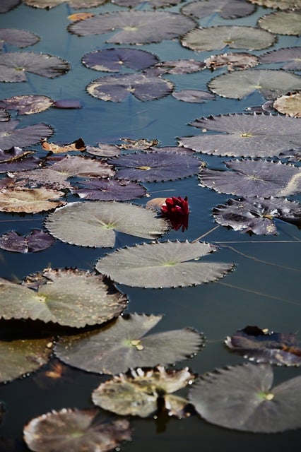 Free download lotus leaves lake flower free picture to be edited with GIMP free online image editor