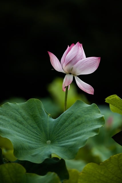 Free download lotus lotus leaf pond natural free picture to be edited with GIMP free online image editor