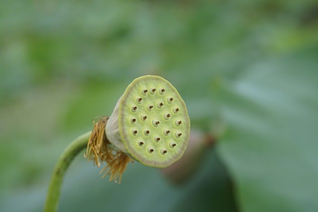 Free download lotus lotus seed pod nature free picture to be edited with GIMP free online image editor