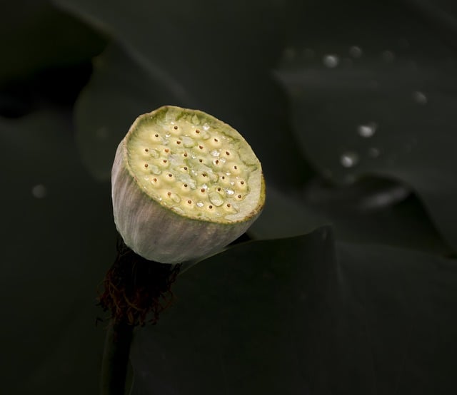 Free download lotus lotus seed pod water lily free picture to be edited with GIMP free online image editor