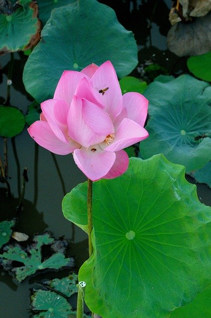 Free download Lotus Newly Blooming Flowers Pink -  free photo or picture to be edited with GIMP online image editor