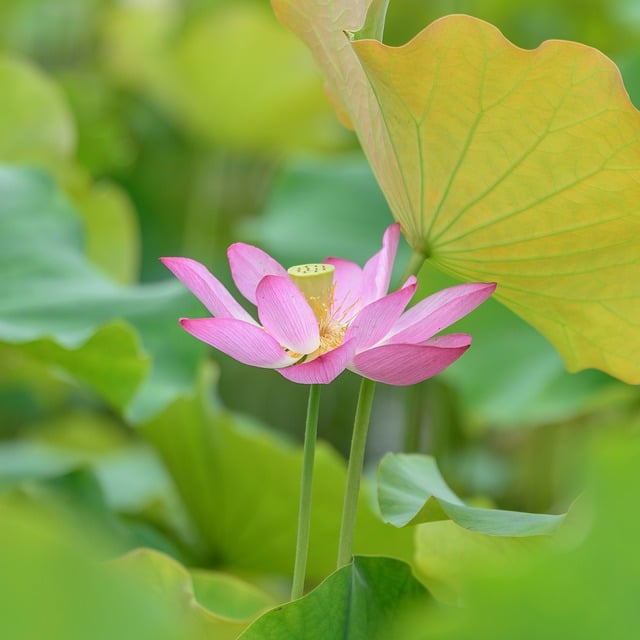 Free download lotus pink flower flower free picture to be edited with GIMP free online image editor
