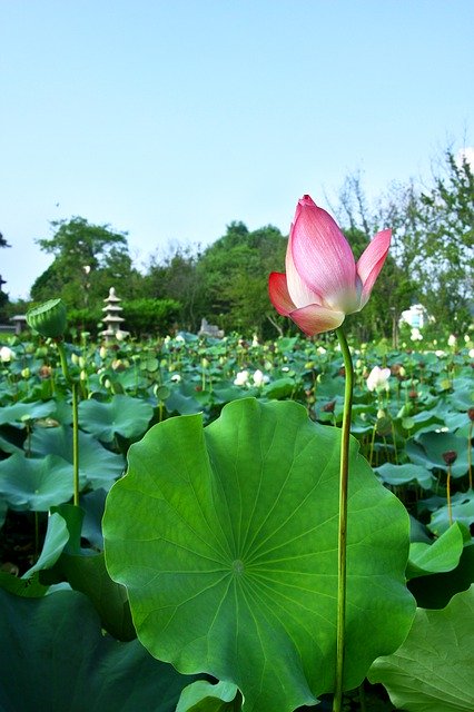 Free download Lotus Plants Nature -  free photo or picture to be edited with GIMP online image editor