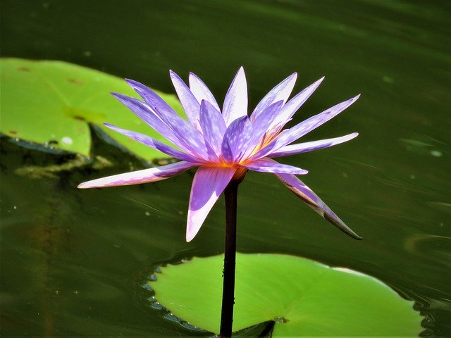 Free download Lotus Pond Flower -  free photo or picture to be edited with GIMP online image editor