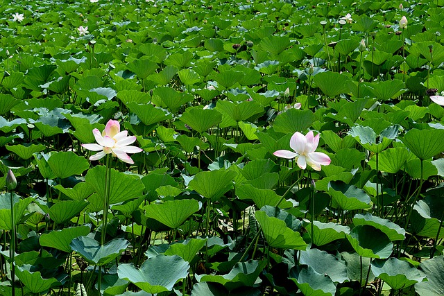 Free download lotus pond lotus plants bloom free picture to be edited with GIMP free online image editor