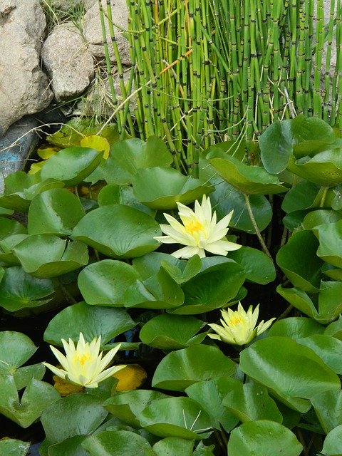 Free download Lotus Pond Water Lily -  free photo or picture to be edited with GIMP online image editor