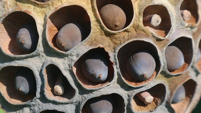 Free download Lotus Seed Flower Dark Brown -  free photo or picture to be edited with GIMP online image editor