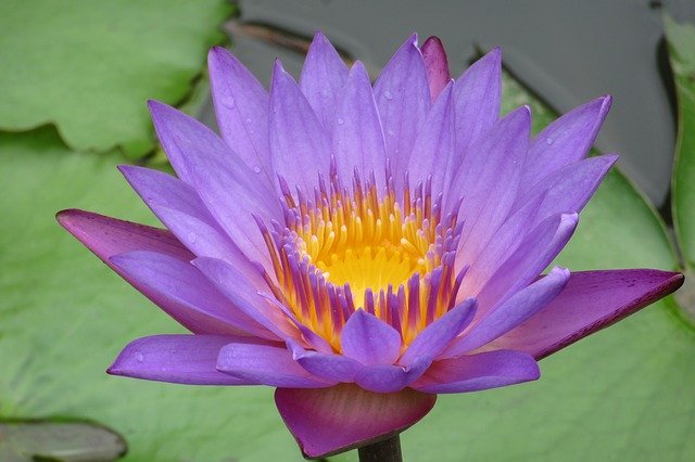 Free download Lotus Sri Lanka Pond -  free photo or picture to be edited with GIMP online image editor