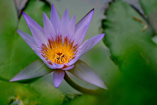 Free download lotus water flower flora nature free picture to be edited with GIMP free online image editor