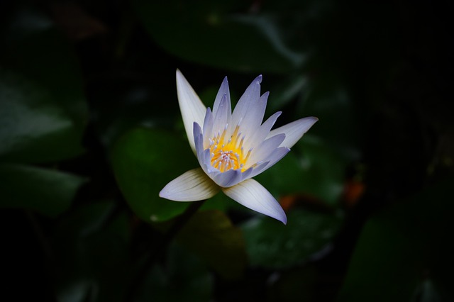 Free download lotus water lily aquatic plant free picture to be edited with GIMP free online image editor