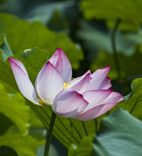 Free download lotus water lily pink flower flower free picture to be edited with GIMP free online image editor