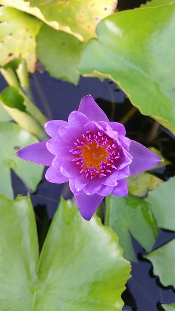 Free download Lotus Wood Decor Home And Garden -  free photo or picture to be edited with GIMP online image editor