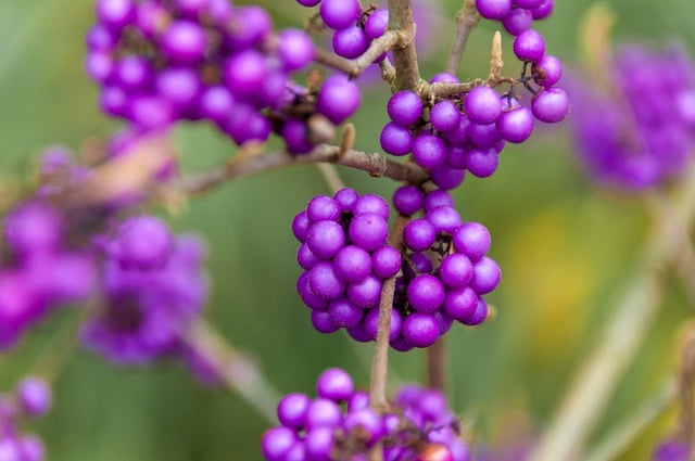 Free download love beads beautiful fruit berry free picture to be edited with GIMP free online image editor