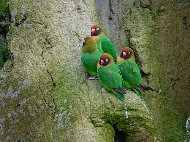 Free download Lovebirds Love Birds Eclectus -  free free photo or picture to be edited with GIMP online image editor