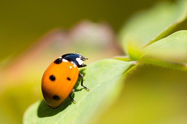 Free download Luck Ladybug Beetle -  free photo or picture to be edited with GIMP online image editor