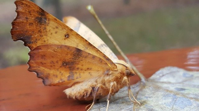 Free download Lunar Moth Insect -  free photo or picture to be edited with GIMP online image editor