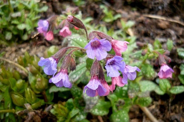 Free download Lungwort Flower Spring -  free photo or picture to be edited with GIMP online image editor