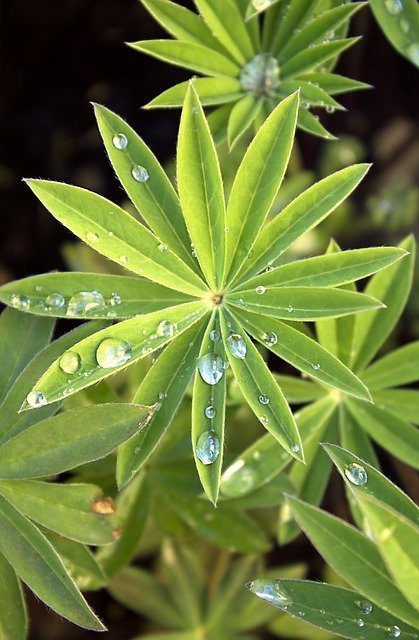 Free download Lupine Drop Of Water Dewdrop -  free photo or picture to be edited with GIMP online image editor