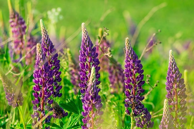 Téléchargement gratuit d'une image gratuite de champ de botanique d'herbe de fleurs de lupin à modifier avec l'éditeur d'images en ligne gratuit GIMP