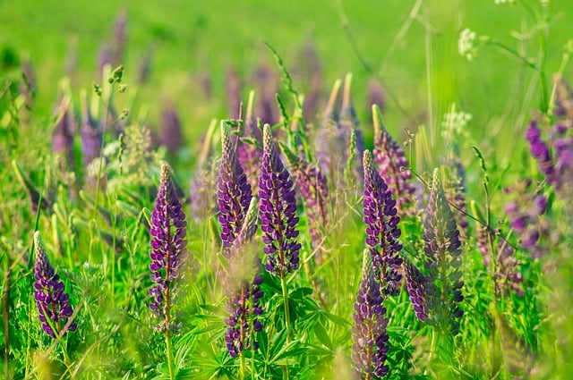 Free download lupine grass flowers nature field free picture to be edited with GIMP free online image editor