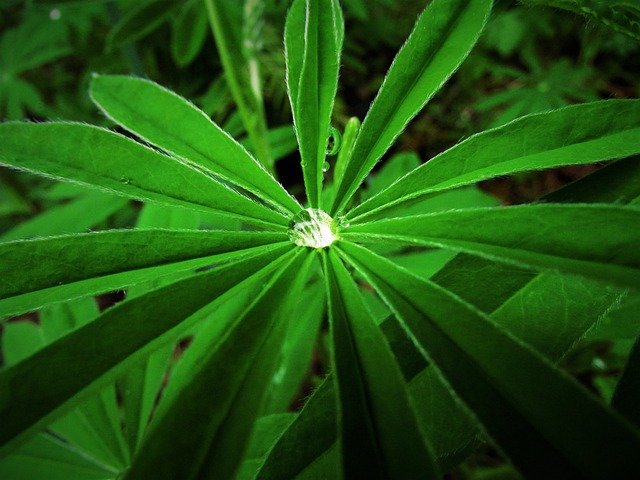 Free download Lupine Waterdrop Droplet -  free photo or picture to be edited with GIMP online image editor