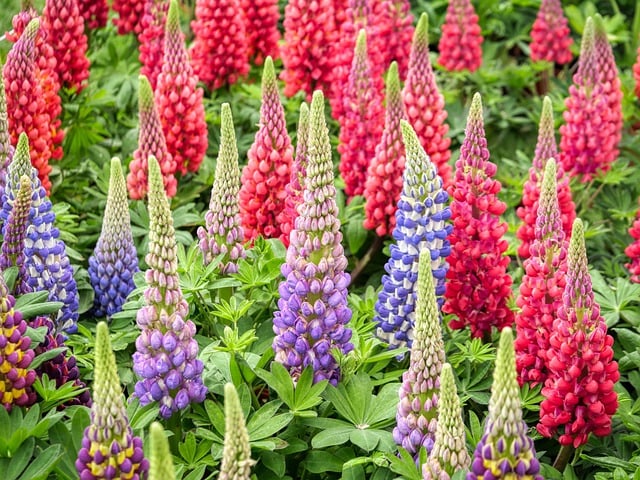 Free download lupins flowers flower meadow plants free picture to be edited with GIMP free online image editor