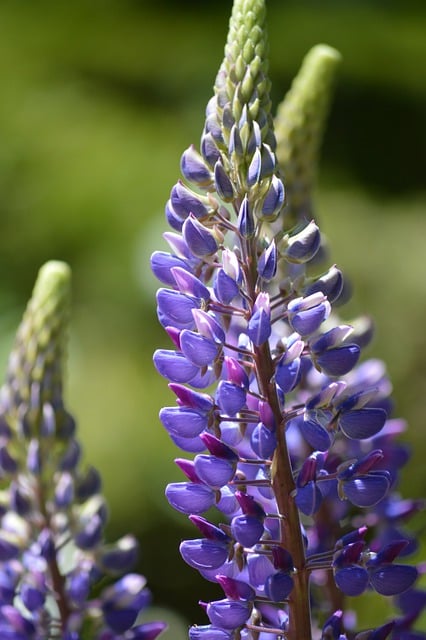 Free download lupins lupines purple flowers free picture to be edited with GIMP free online image editor