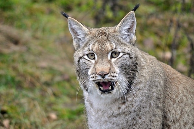 Free download lynx animal mammal cat wild yawn free picture to be edited with GIMP free online image editor