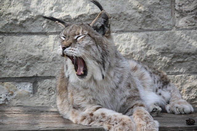 Free download Lynx Animal Nature -  free photo or picture to be edited with GIMP online image editor