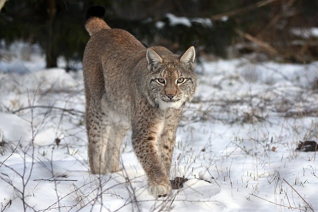 Free download lynx feline mammal snow fur free picture to be edited with GIMP free online image editor