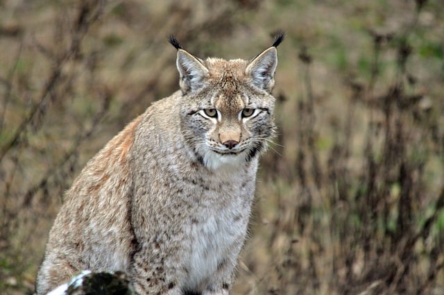 Free download lynx feline wild fur mammal free picture to be edited with GIMP free online image editor