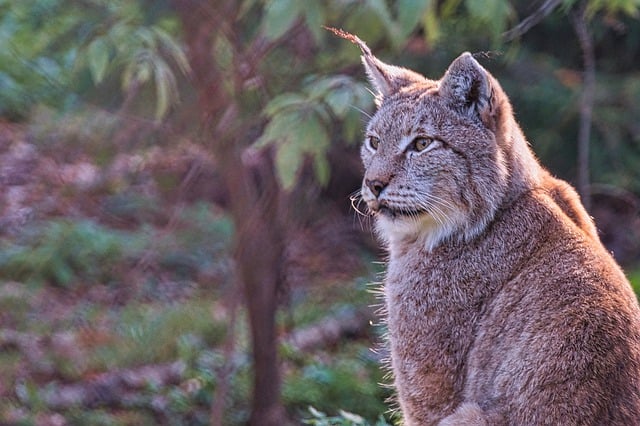 Free download lynx predator eurasian lynx free picture to be edited with GIMP free online image editor