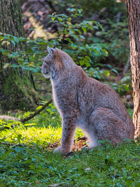 Free download lynx predator wild animal sitting free picture to be edited with GIMP free online image editor