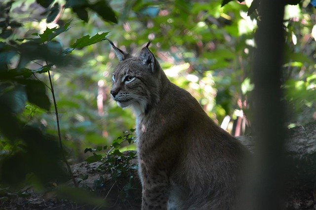 Free download Lynx Trees Zoo -  free photo or picture to be edited with GIMP online image editor