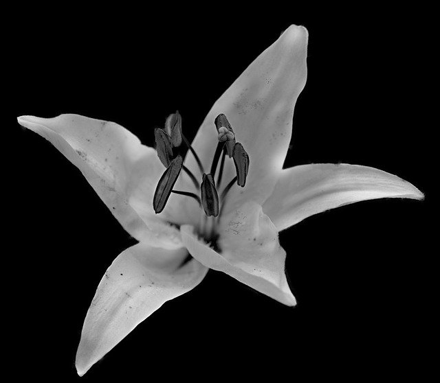 Free download Lys Flower Fleur De Lis -  free photo or picture to be edited with GIMP online image editor